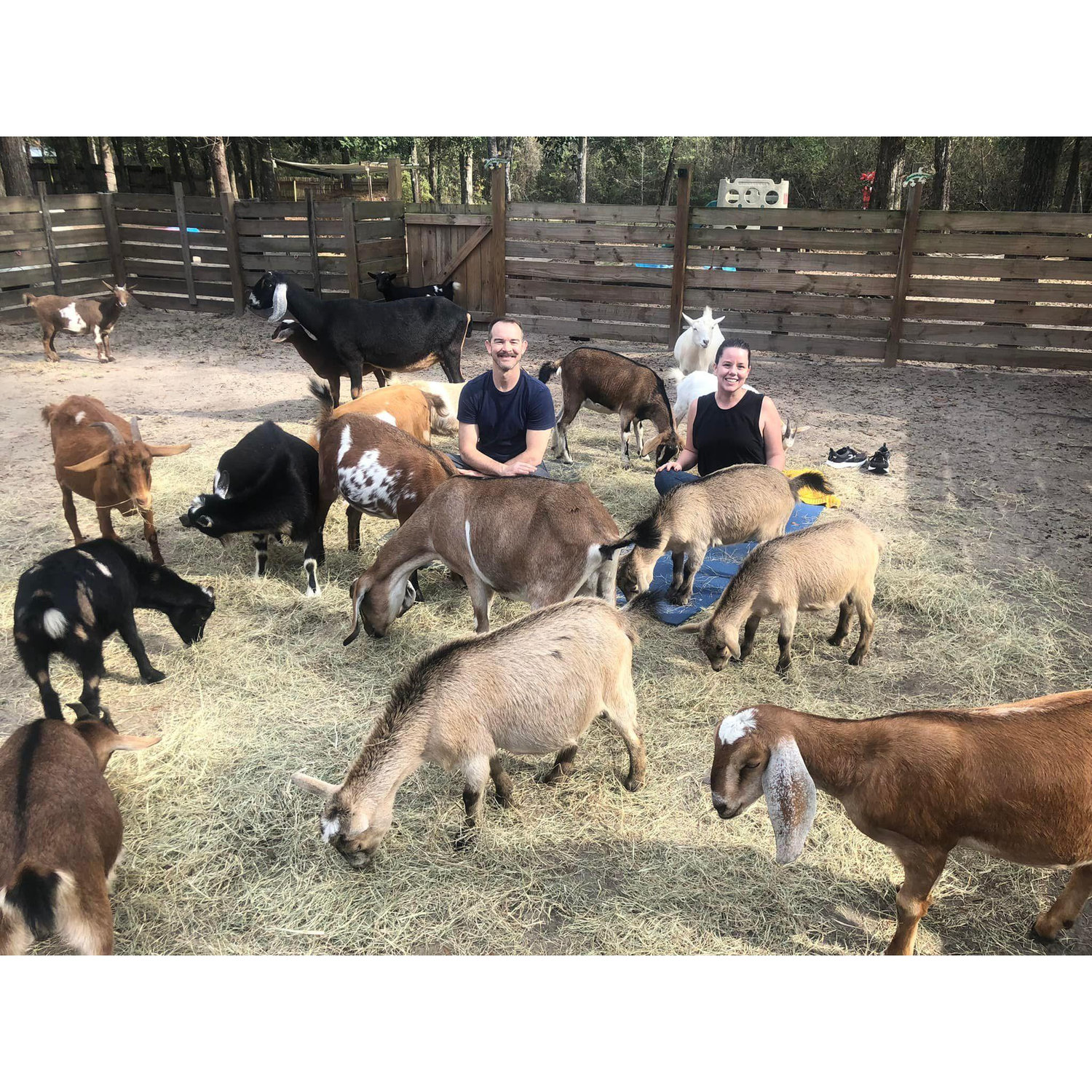 Tina's gift: Goat yoga 