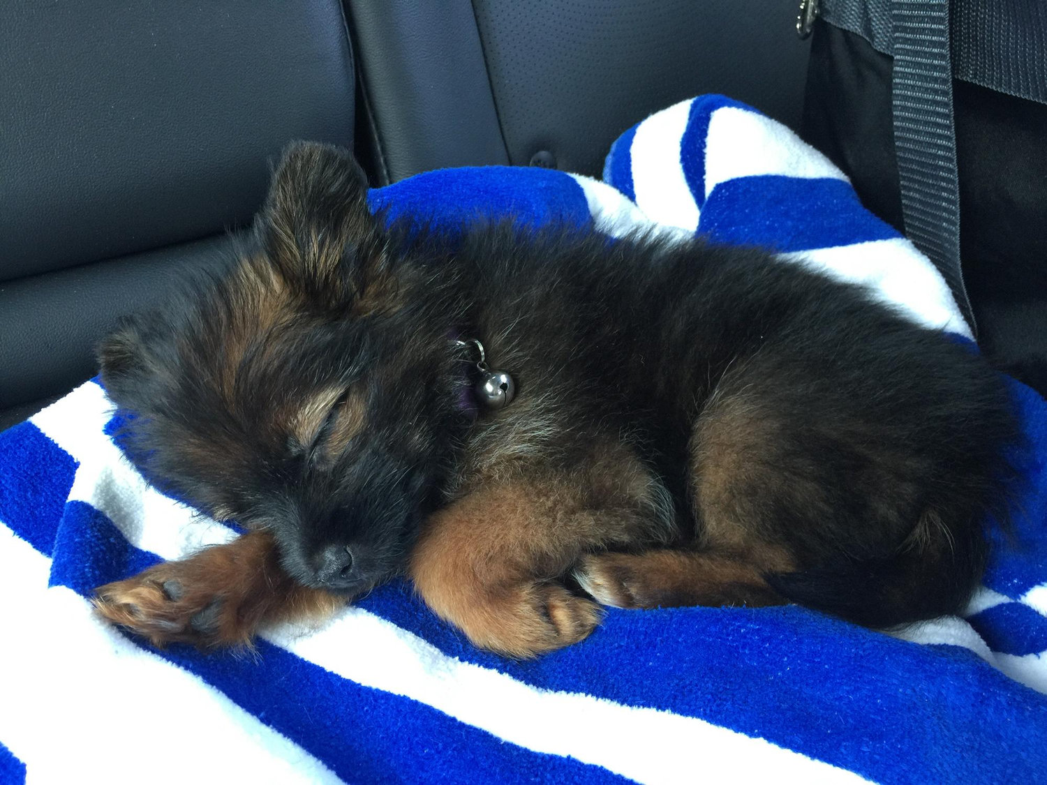 Our first puppy as a couple ♡
Our first “daughter”