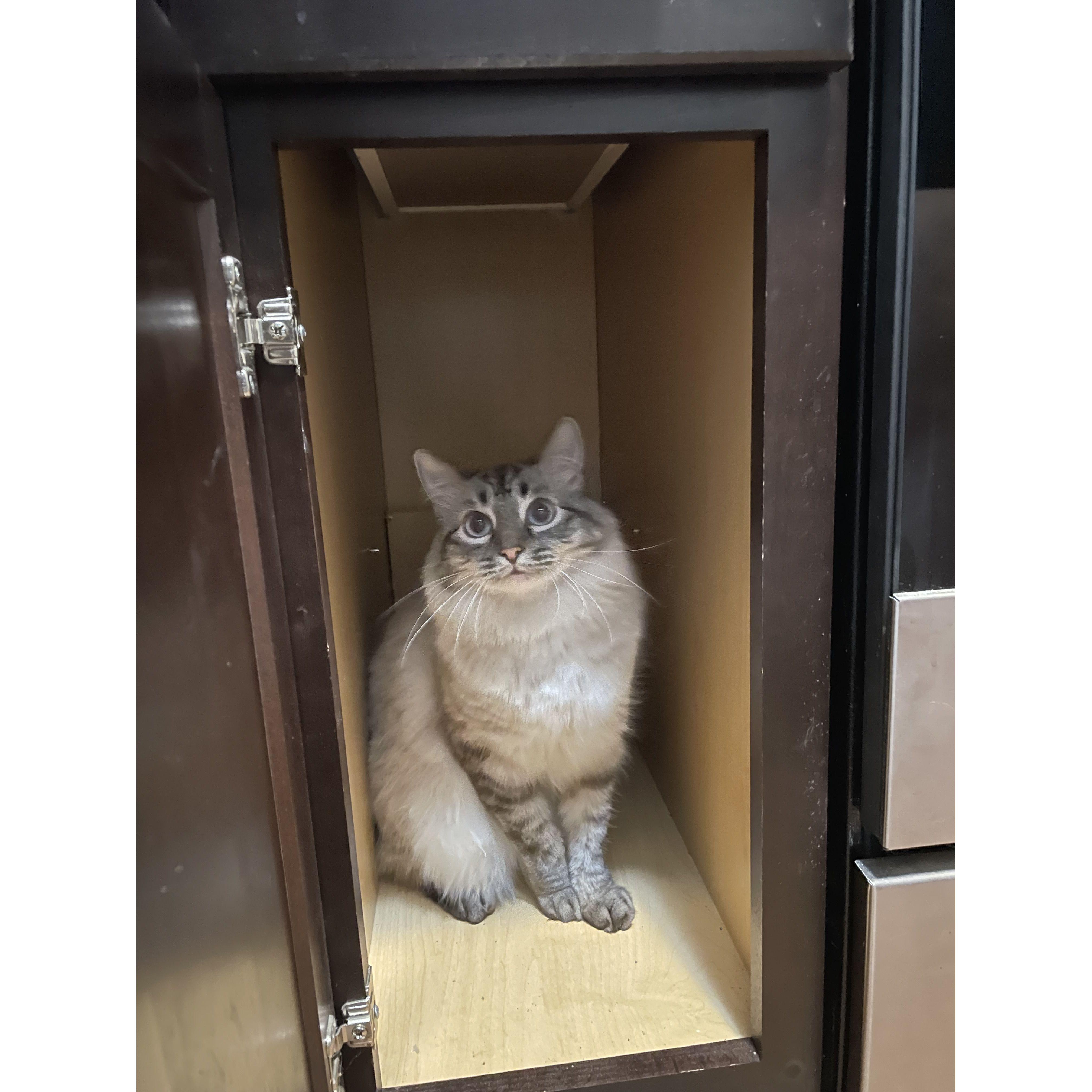 This is our kitty, Sailor!