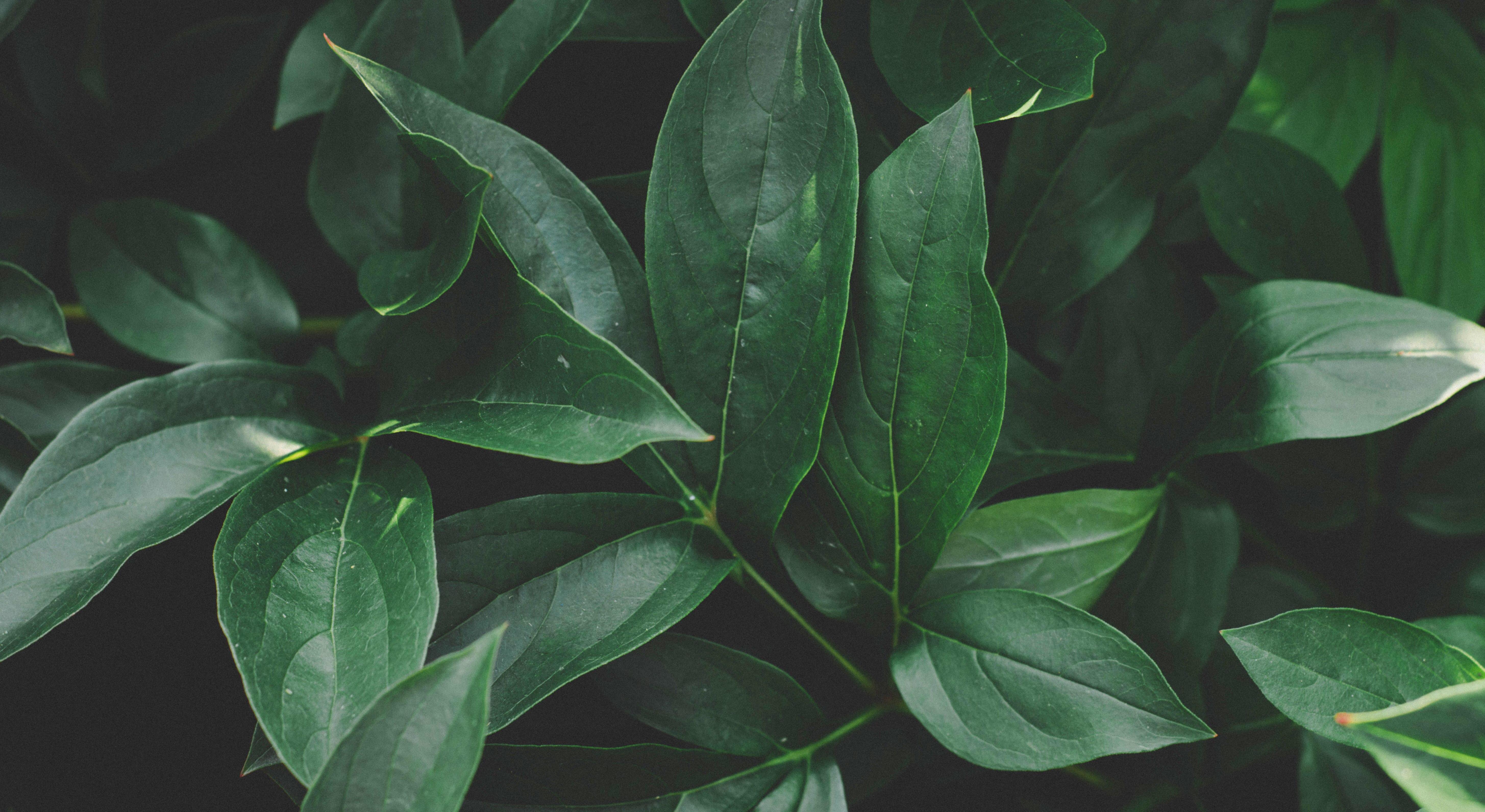 Footer image