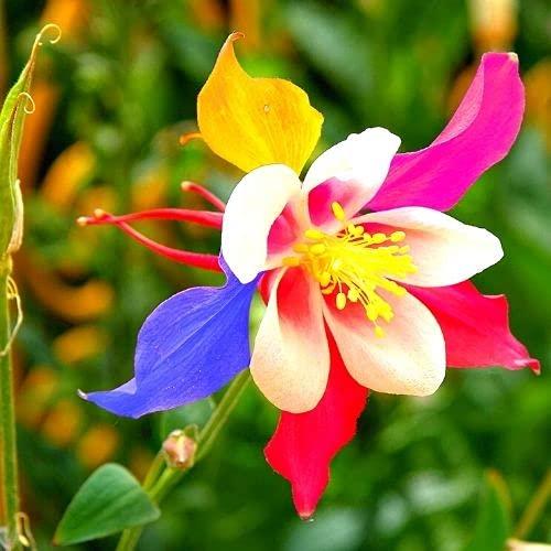 Columbine Seeds – Multicolor Columbine Mckana Seeds for Planting – 500 Seeds