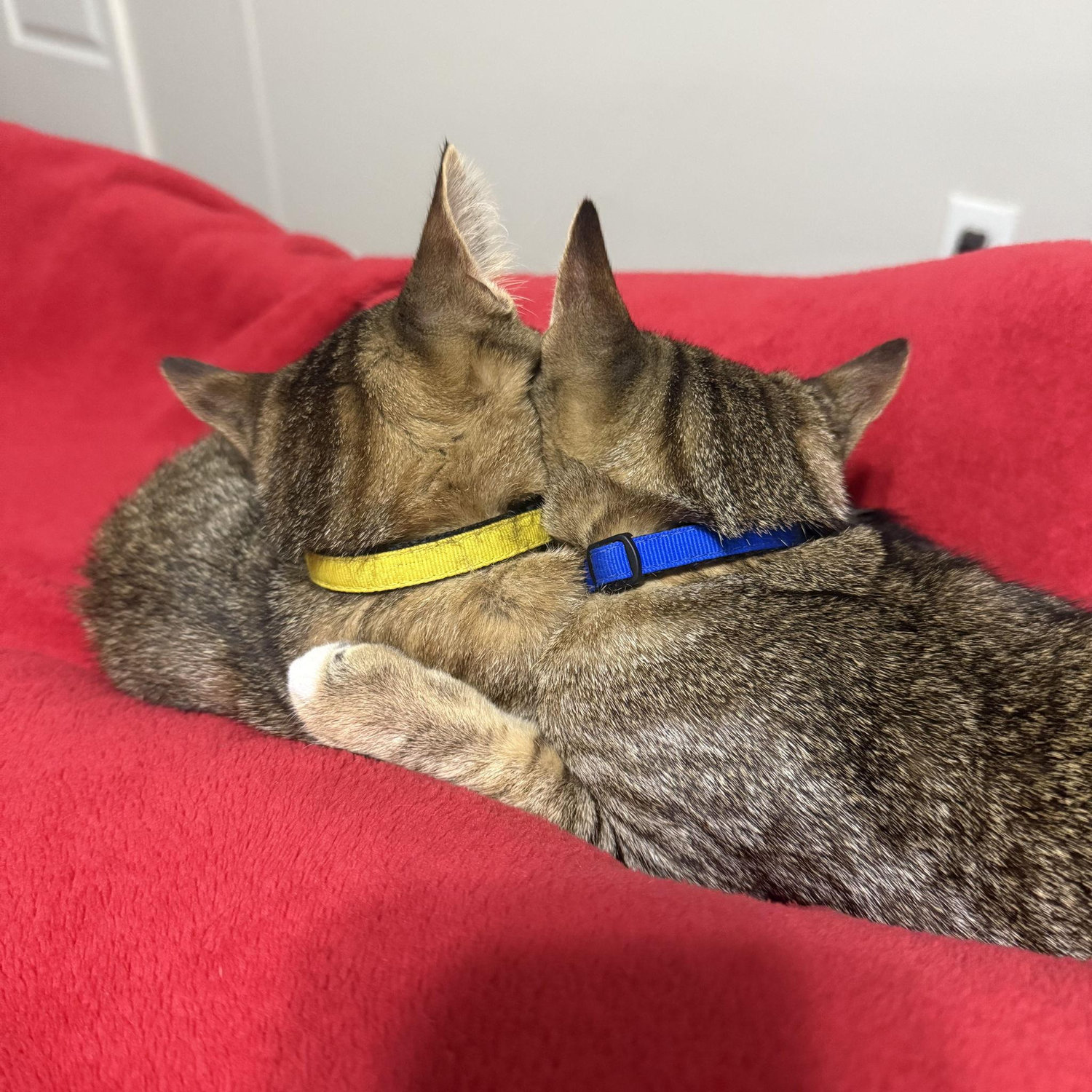 May and Dawn napping together.