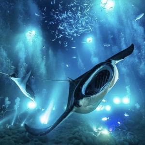 Honeymoon Manta Ray Night Dive