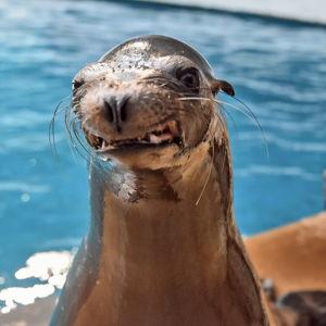 Honeymoon - Tickets for the Mystic Aquarium
