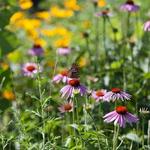 Native Nurseries