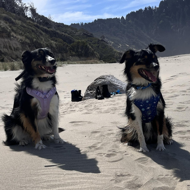 Smart Dog Door Cash Fund