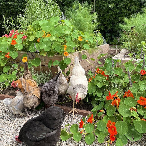 Garden and Chicken Fund