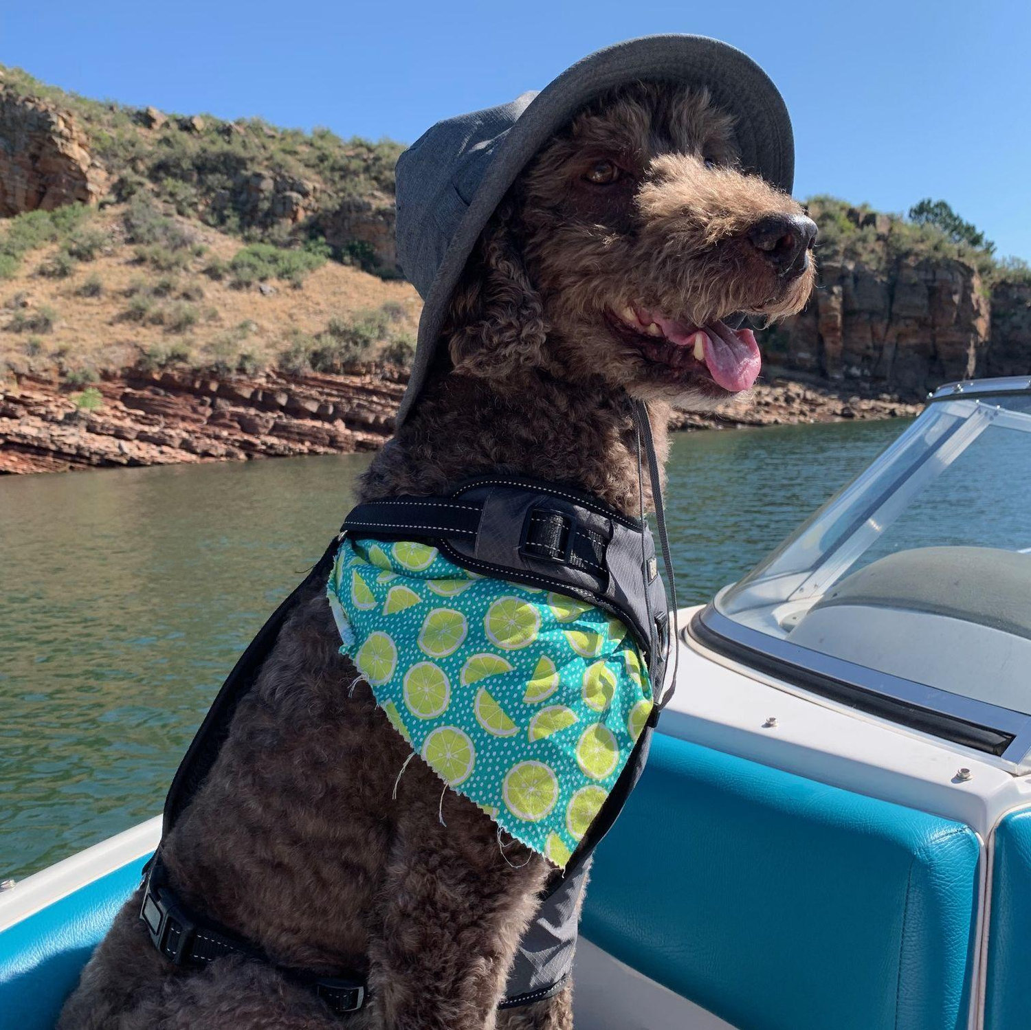 Our first dog Sweets on the boat