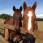 Retirement Home for Horses Inc @ Mill Creek Farm Alachua Fla