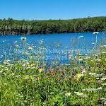 Minards Pond