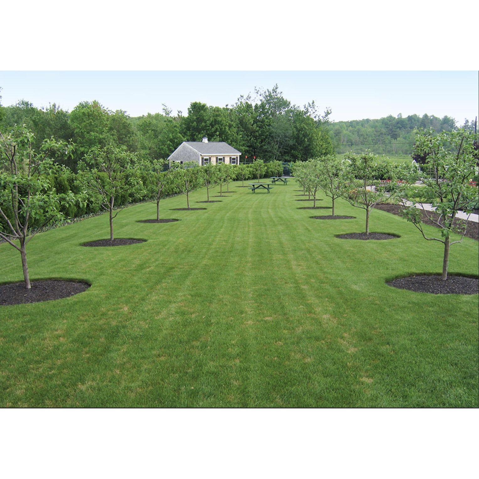 The orchard in the garden where the ceremony will take place.