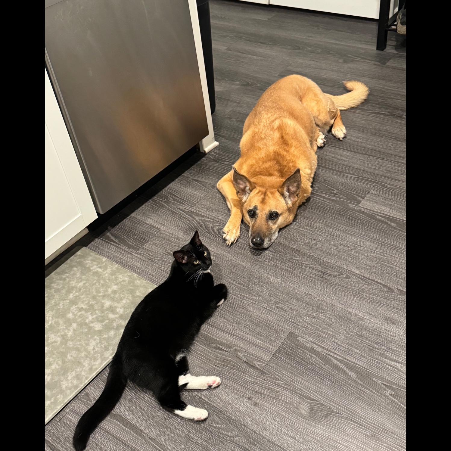 Billie and Ada begging for food in the kitchen. They’ve been known to be partners in crime. Billie will knock things off shelves/counters and Ada will eat them.