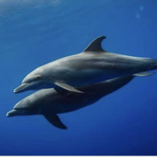 Swim with Dolphins Azores
