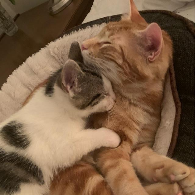 Our Favorite Charity - Stray Cat Alliance