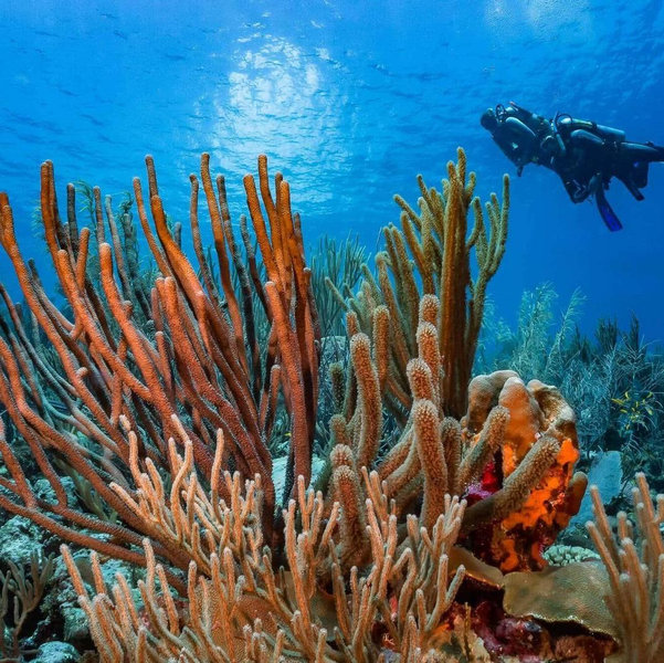 Honeymoon Scuba Diving Charter