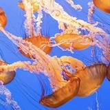 Monterey Bay Aquarium