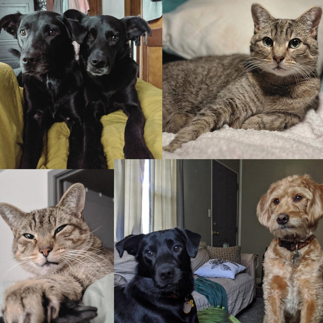 Pet Hotel For Our Honeymoon