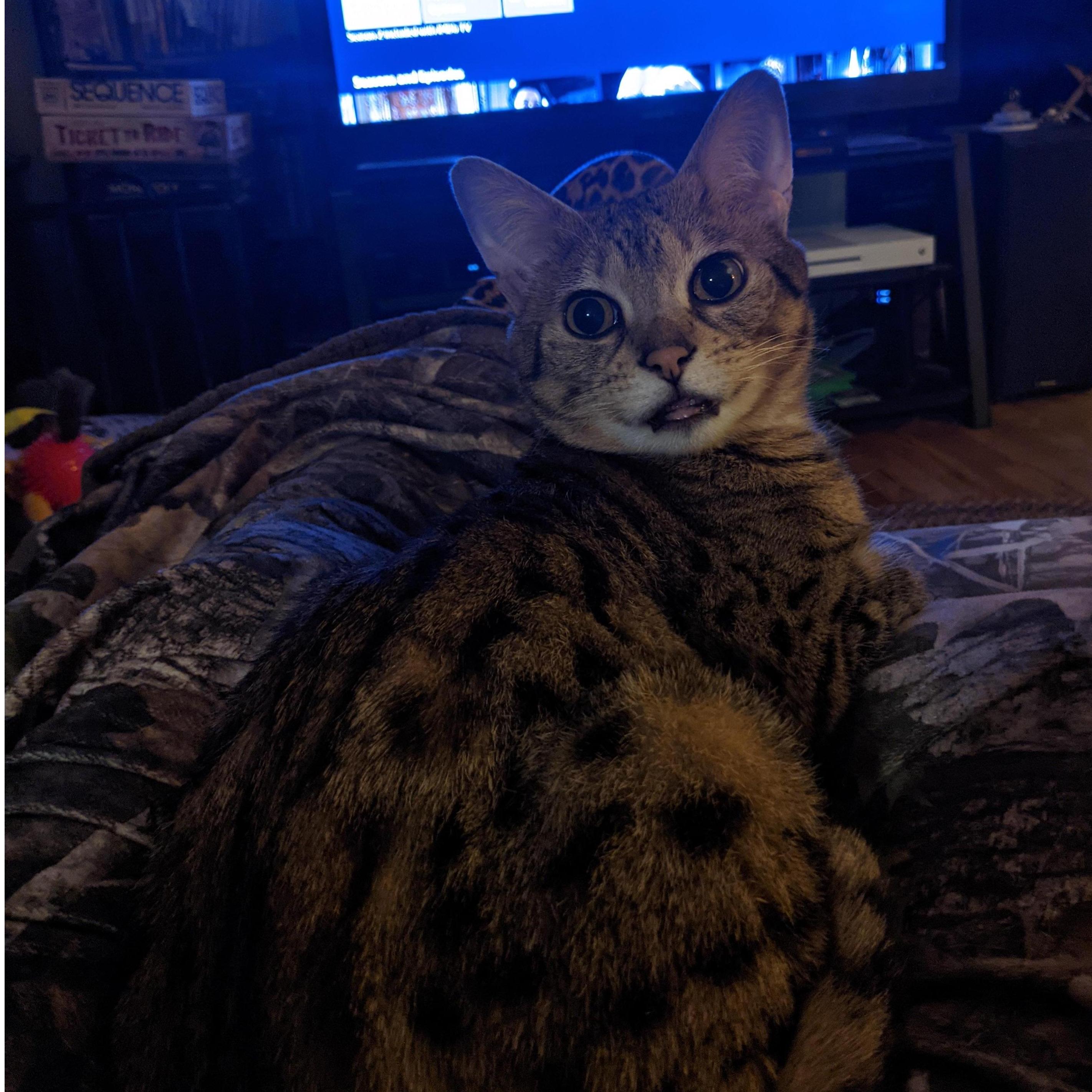 The Queen of the House