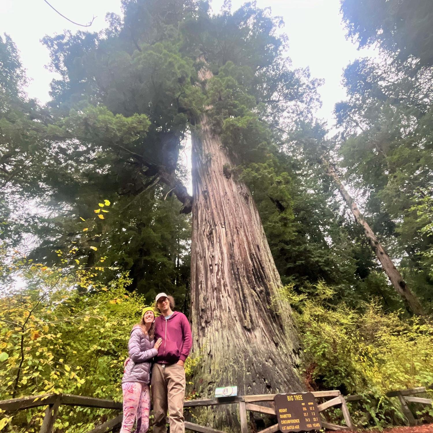 Avenue of the Giants