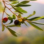 Extra Virgin Olive Oil tasting in Cortona