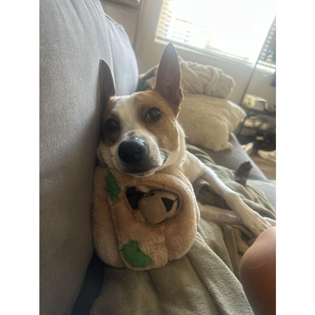 We love our little puppy Juno