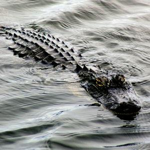 Crocodile Adventure