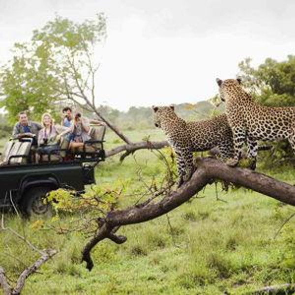 Kruger National Park Safari Game Drive