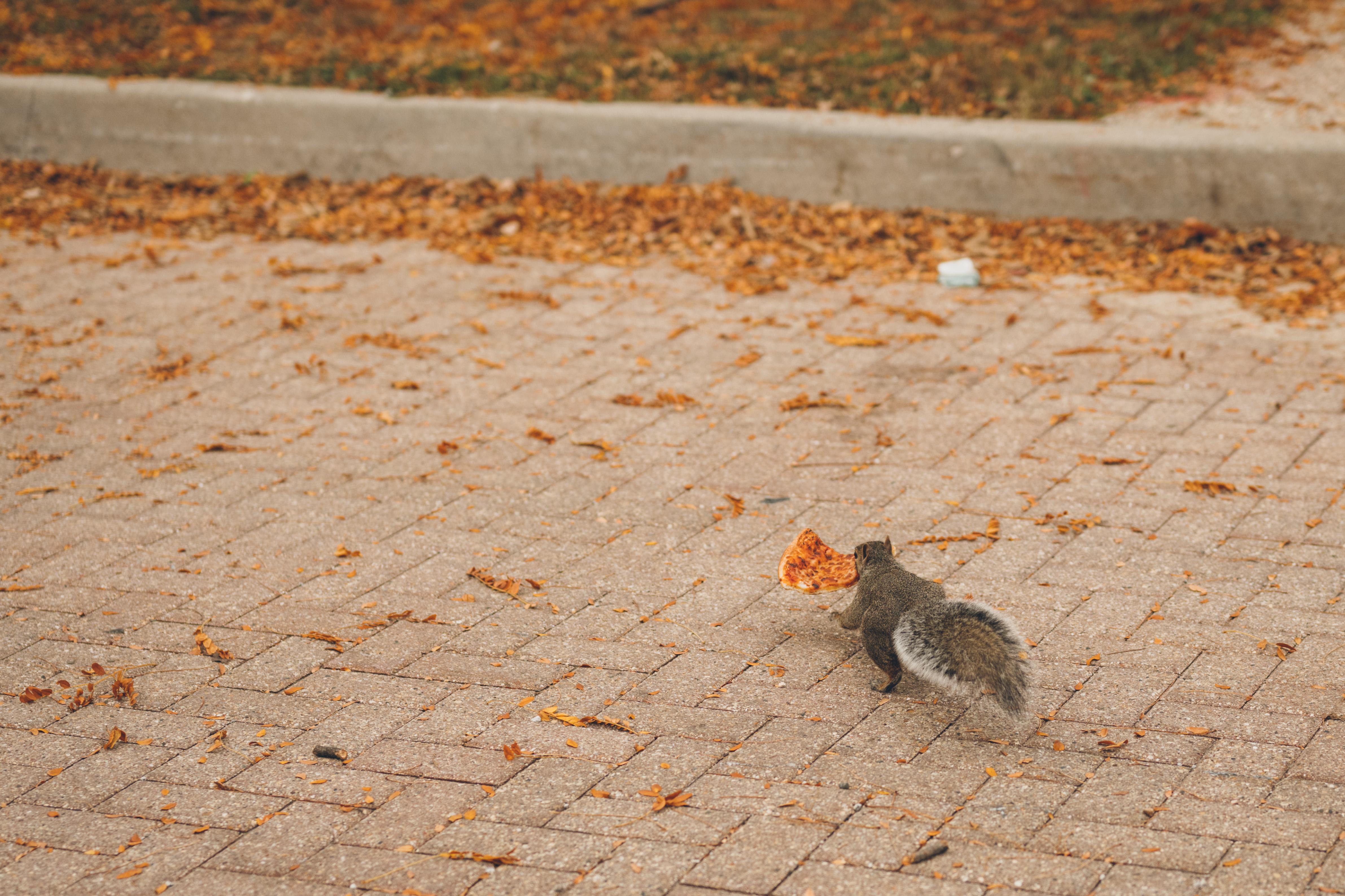 The Wedding Website of Kayla Teutschmann and Dan Olson