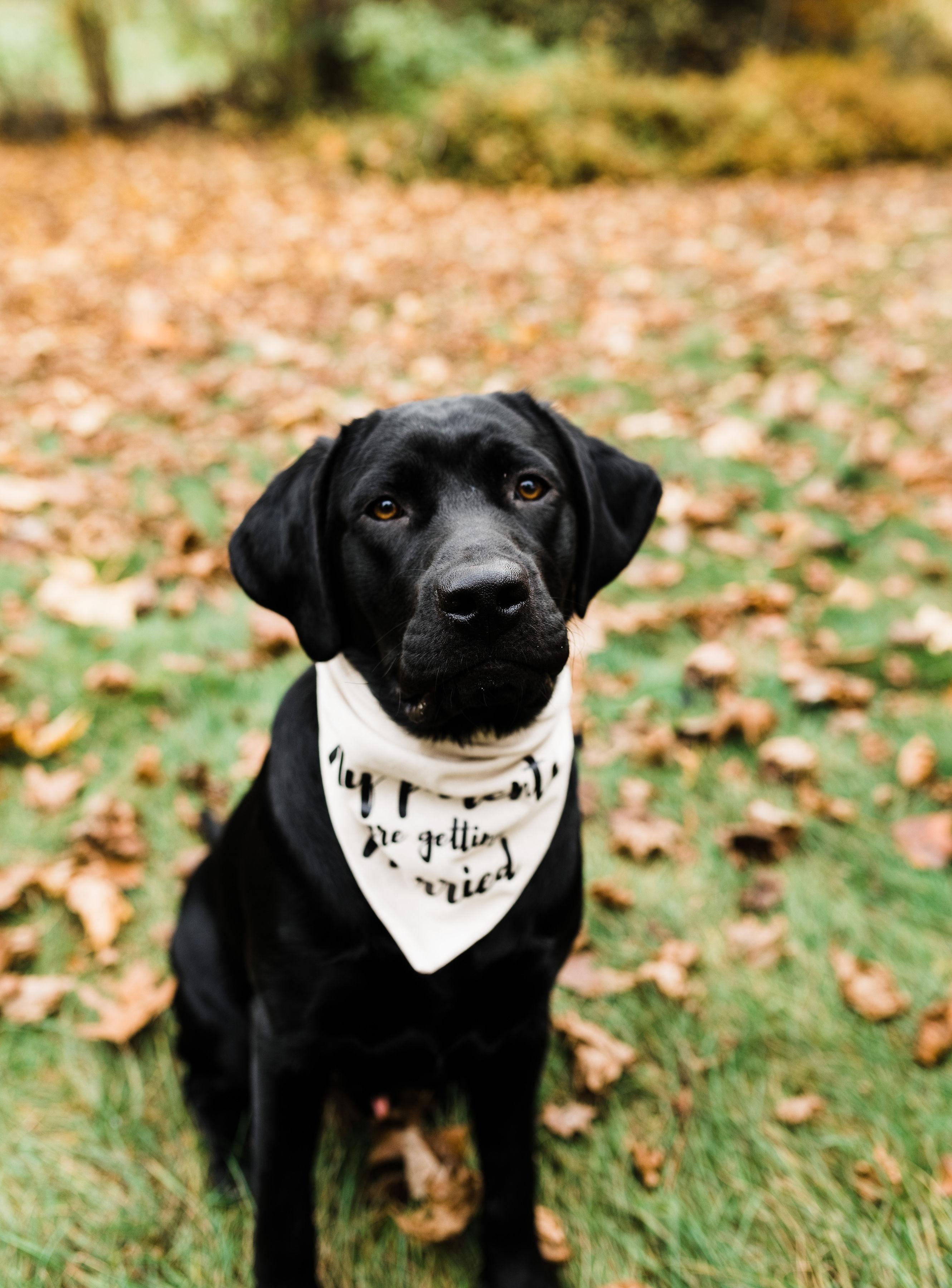 The Wedding Website of Cassidy Kologrivov and Jesse Sarka