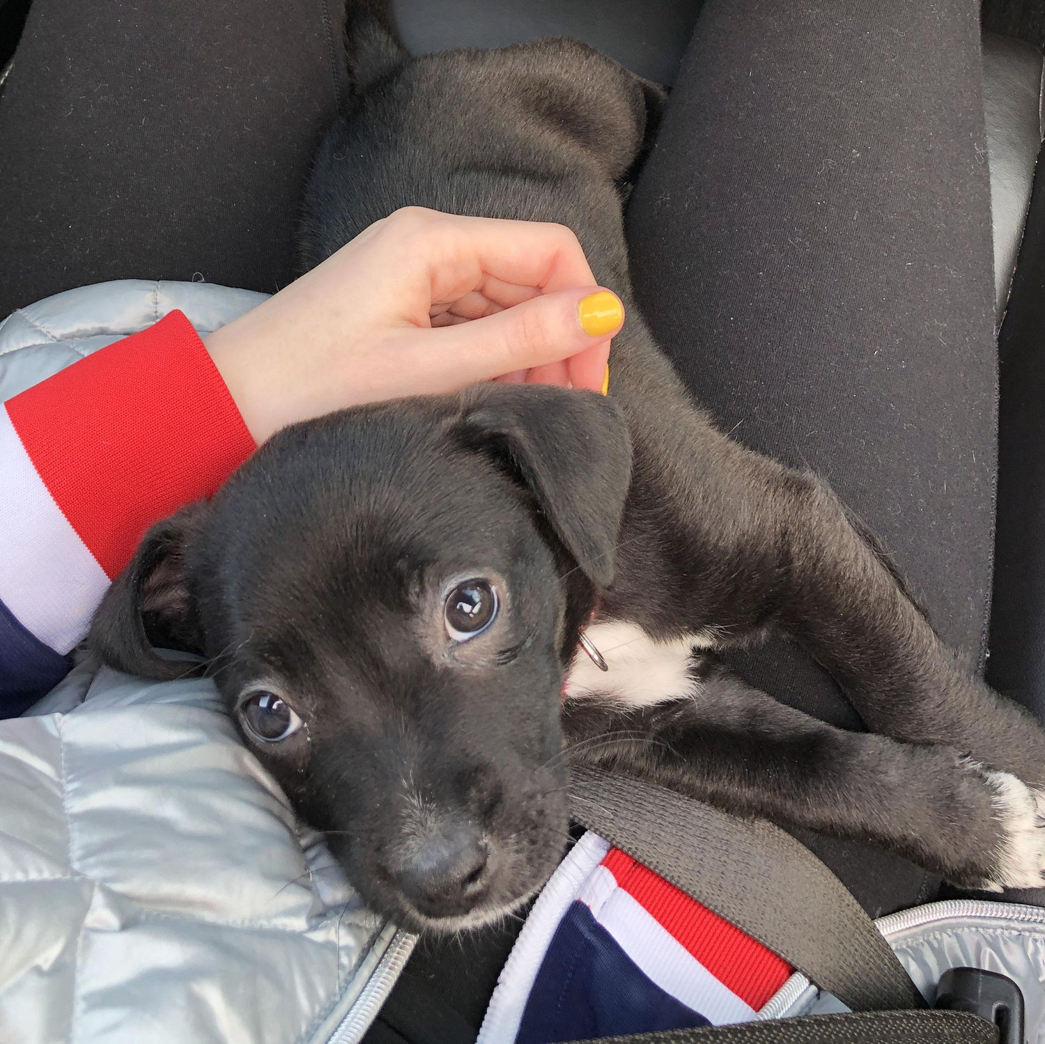 April 2019
We adopted Nova