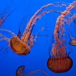 Monterey Bay Aquarium
