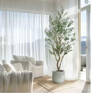 7ft Olive Tree