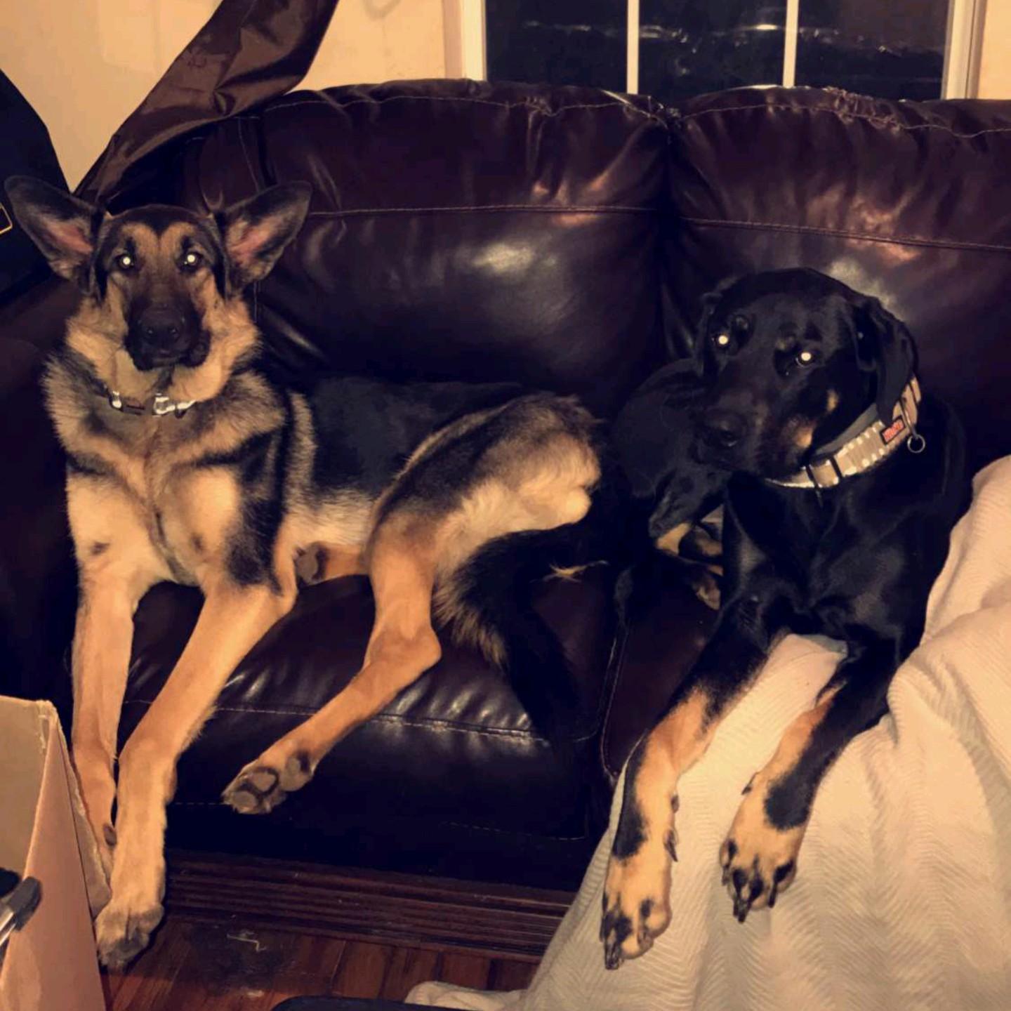 The furbabies, Peter and Pooh.