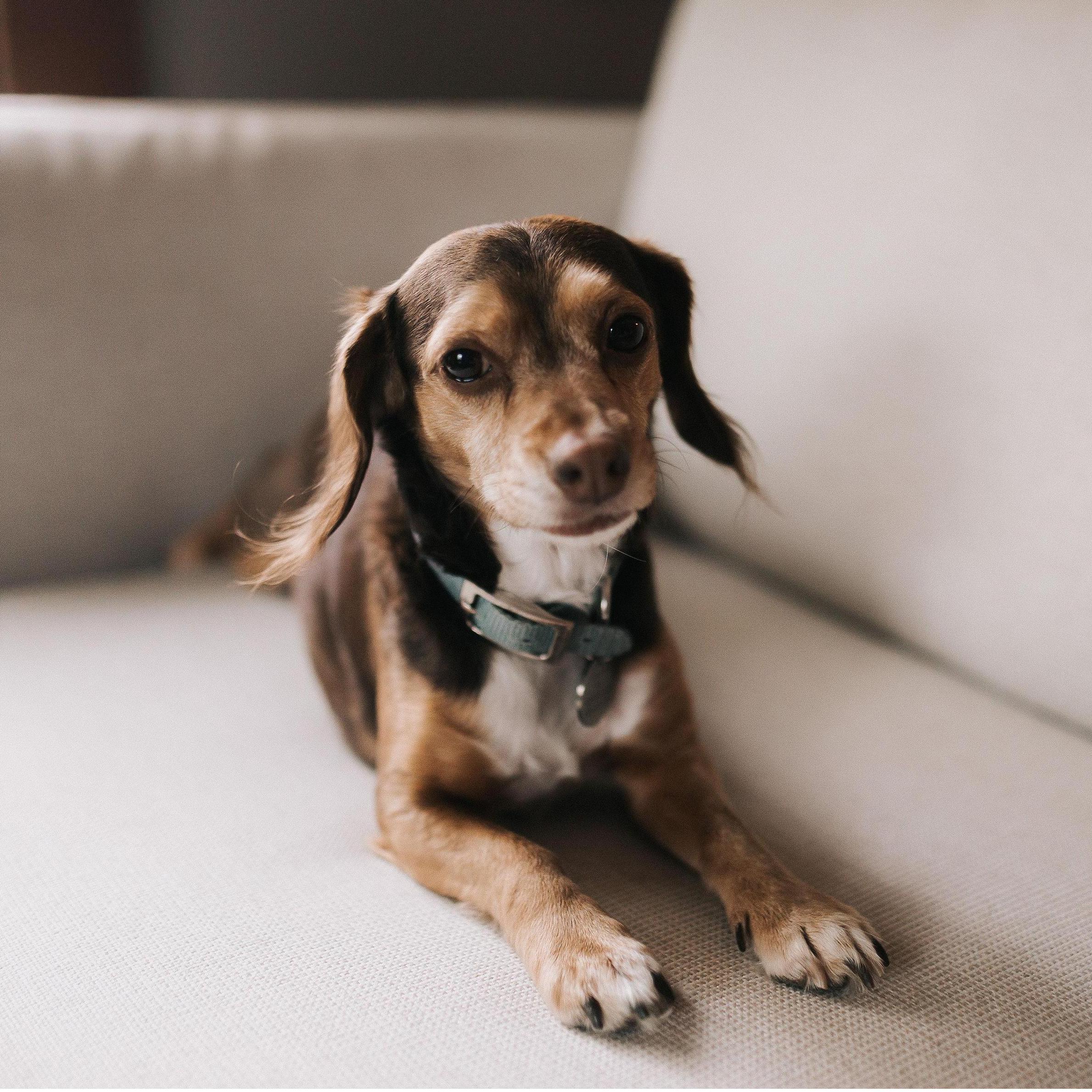 Our sweet pup posing her way into most of our engagement photos, but can you blame her?
Samantha Worthing Photography.