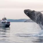Whale Watching