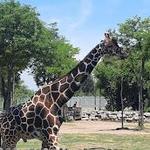 Detroit Zoo