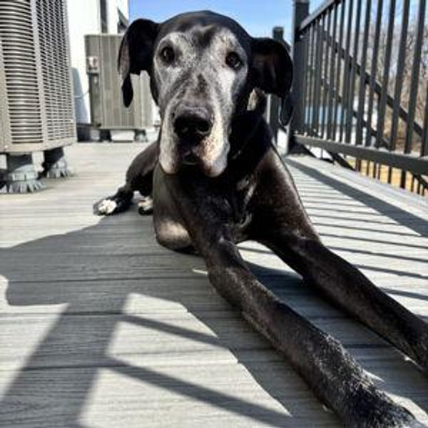 Supply Of Treats for Our Jemma Girl