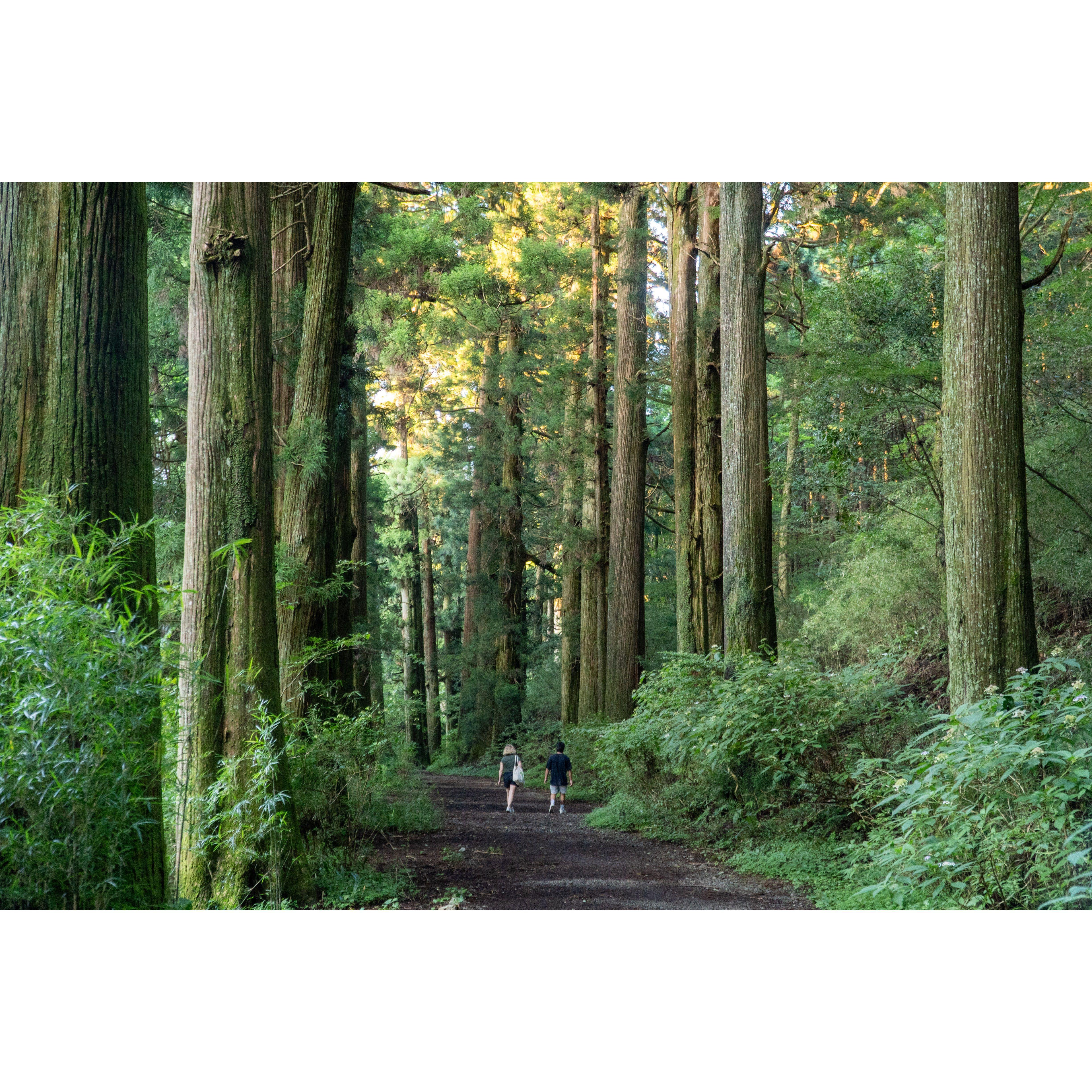 Walking in Hakone, Japan. A few moments before Grant proposed.