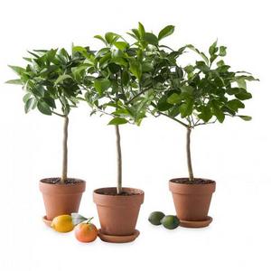 Miniature Potted Citrus Tree