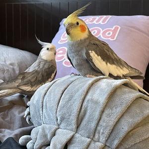 Our Bird Fund for the Birds!