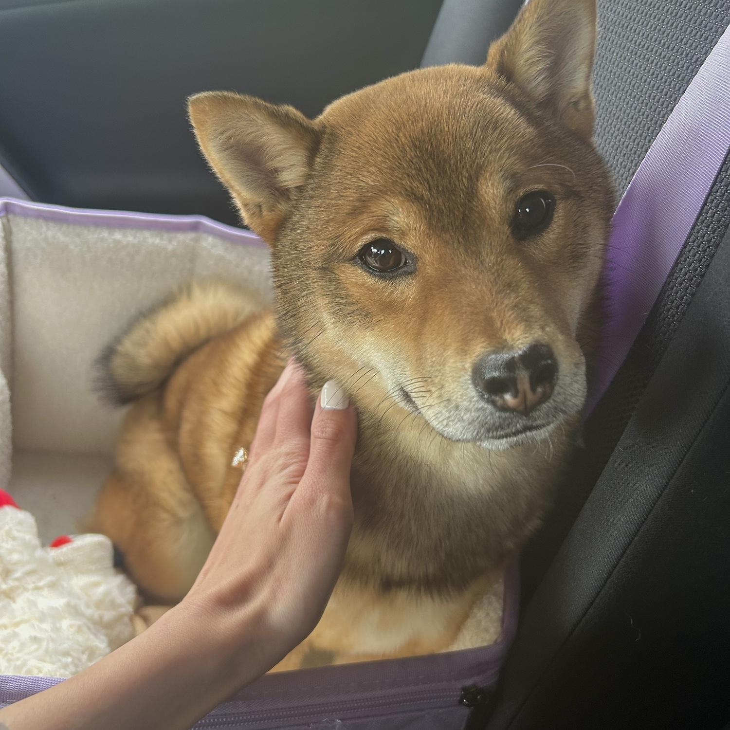 Our second fur baby, Hazel. She joined our little family summer 2025!