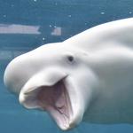 Mystic Aquarium