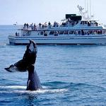 Cape Ann Whale Watch