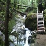 Dipsea Trail Hike (to Stinson Beach)