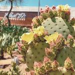 Ethel M Botanical Cactus Garden