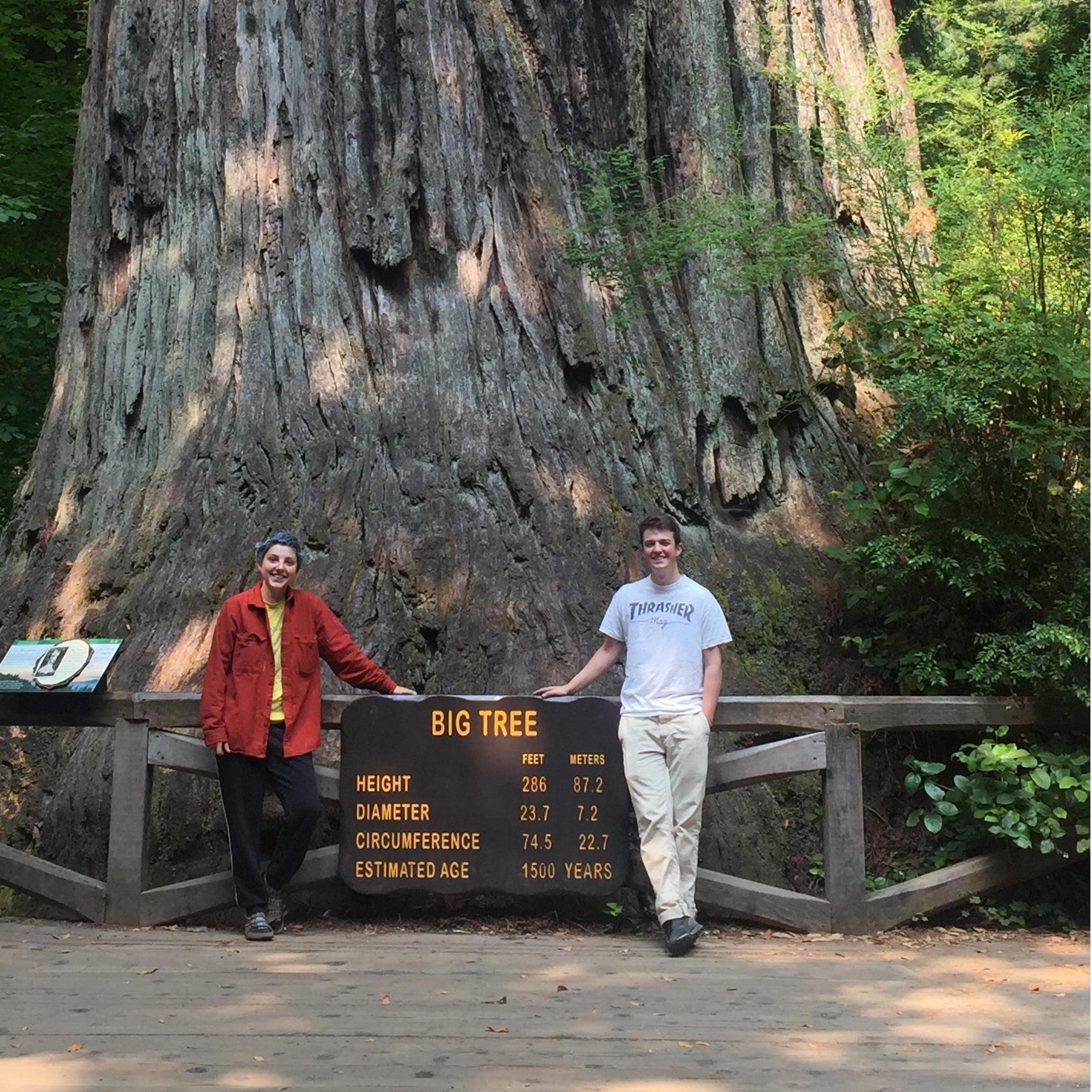 Big Tree!