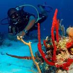 SCUBA DIVING & DEEP SEA FISHING