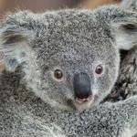 San Diego Zoo