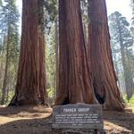 Parker Group Sequoias