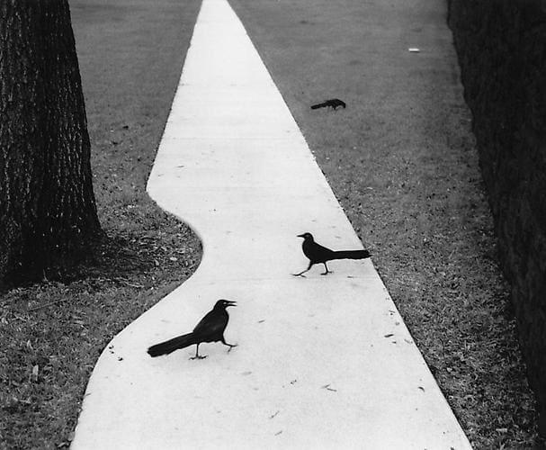 Pentti Sammallahti - Two Birds on Path, Houston, Texas